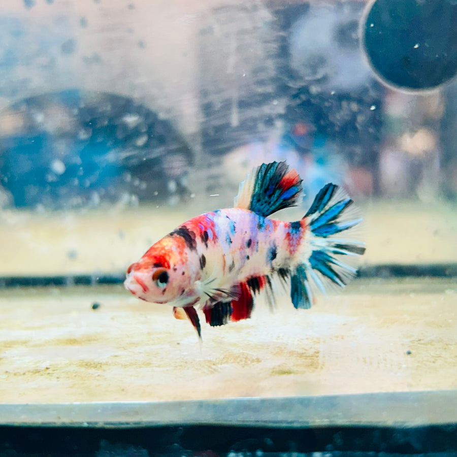 Plakat Multicolor Female Betta #188