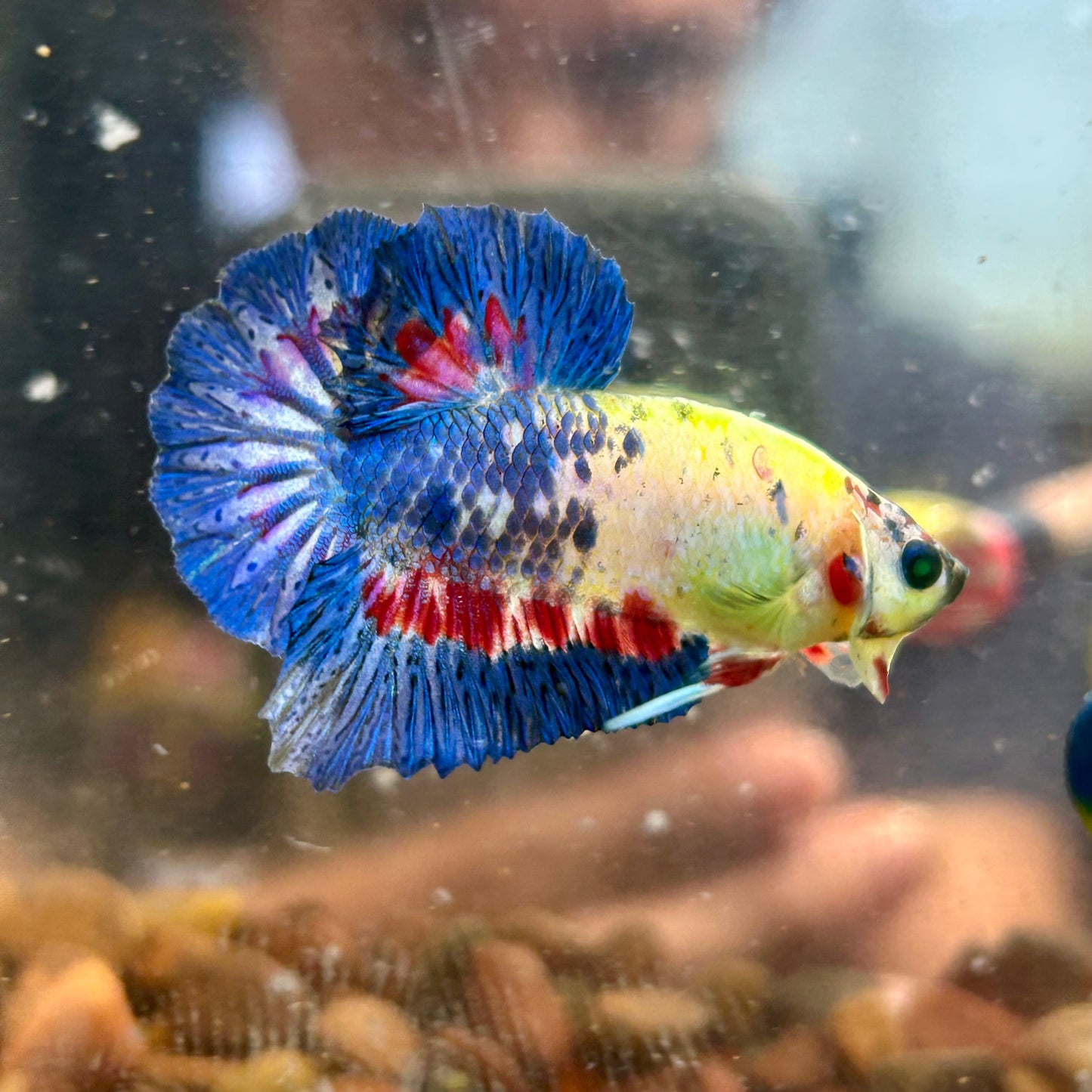 Multicolor Koi Neon Plakat - Male Betta 054