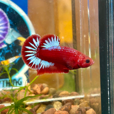 Red Fancy Hellboy Plakat - Male Betta 058