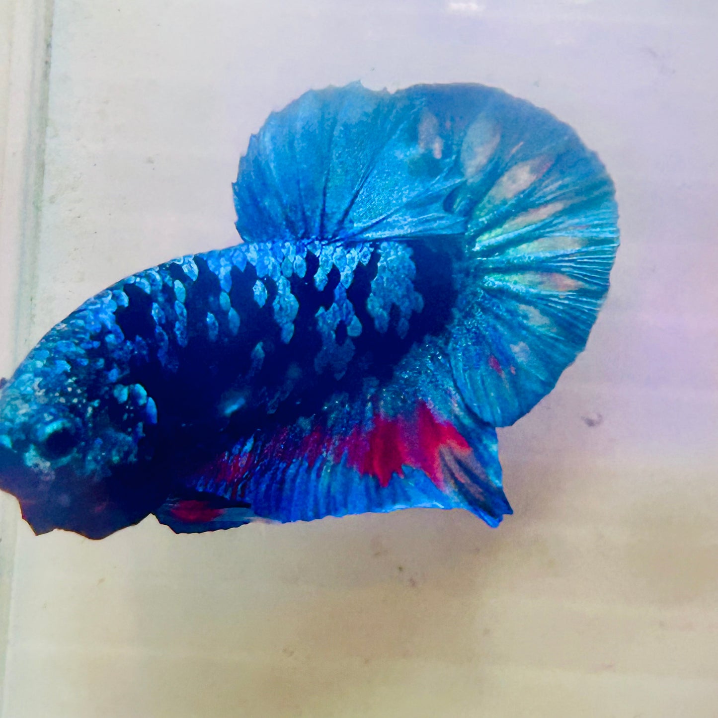 Plakat Avarta Nebula Male Betta #Ma29
