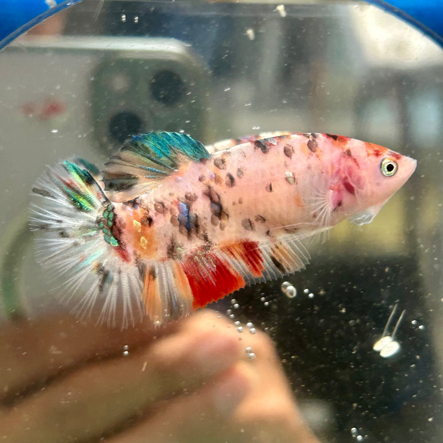 Multicolor Koi Giant Plakat - Female Betta 103