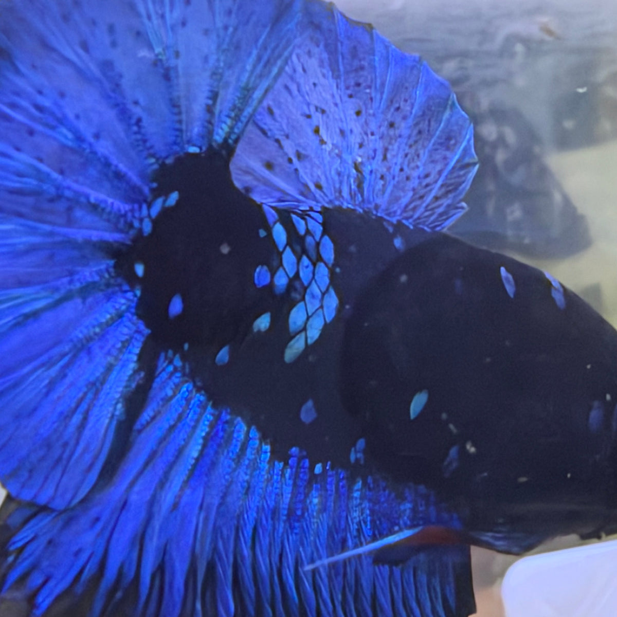 Avatar Black Light Plakat Male Betta #Au14