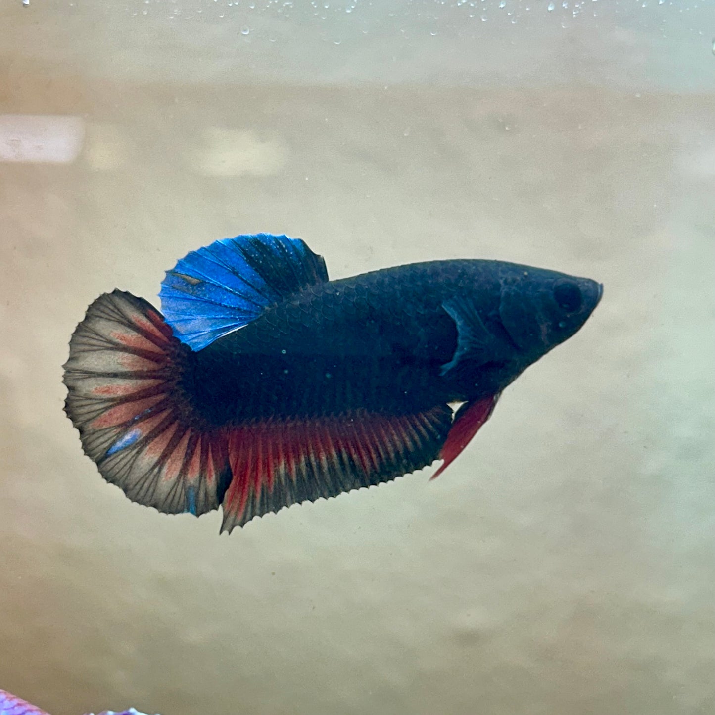 Avarta Vampire Plakat - Female Betta 197