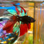 Avarta Vampire Halfmoon - Male Betta 136