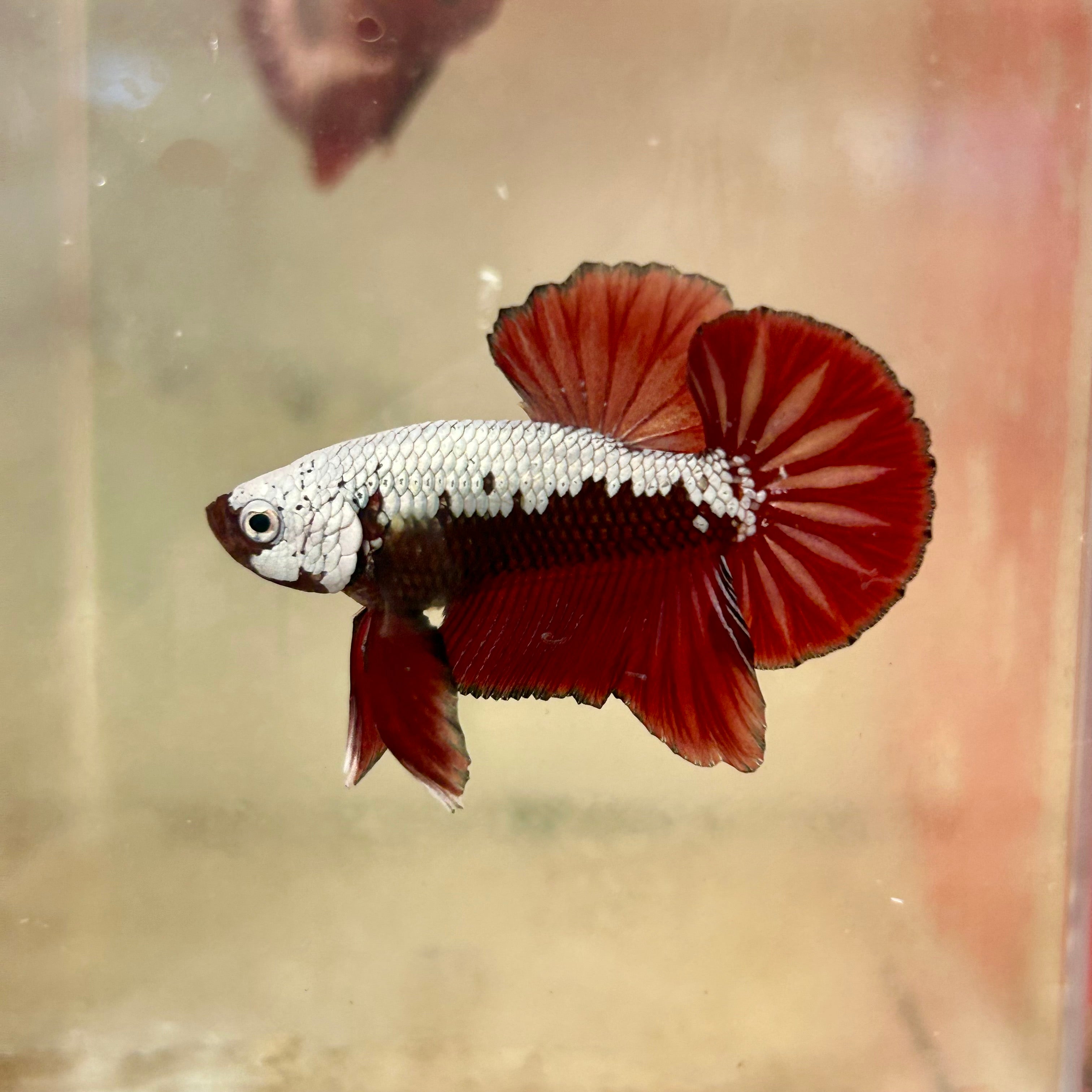 Best show quality bettas for sale online in U.S. – JustFishyThing