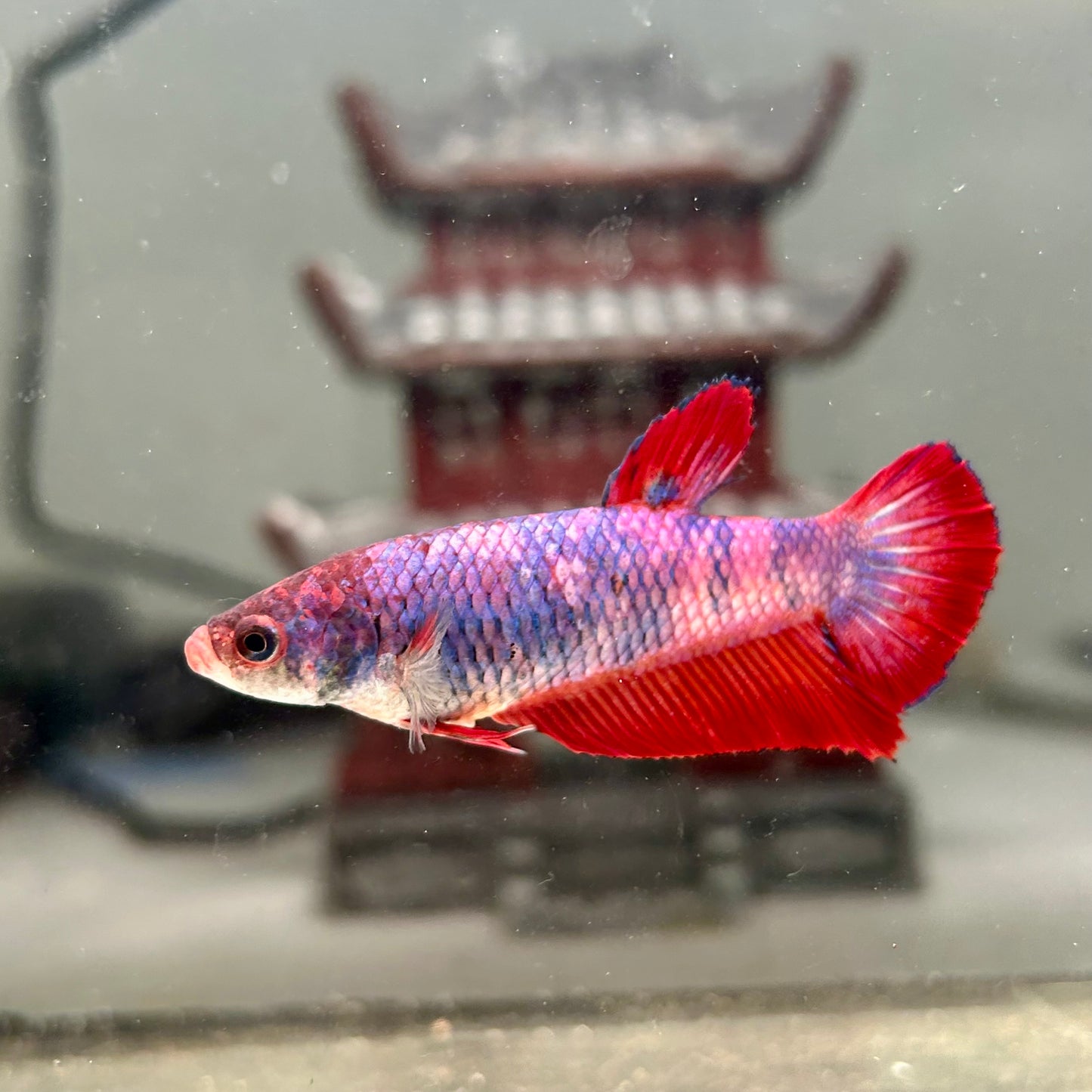 Giant Multicolor Koi Plakat - Female Betta 140 BO 4.5cm