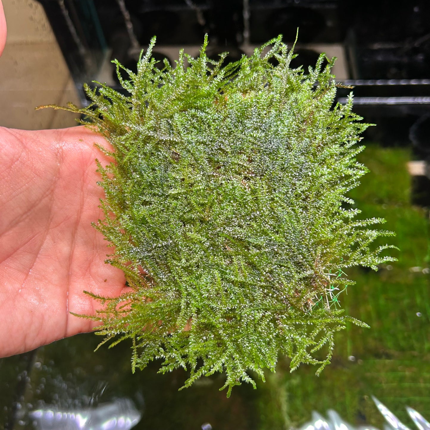 Weeping Moss on Stainless Steel