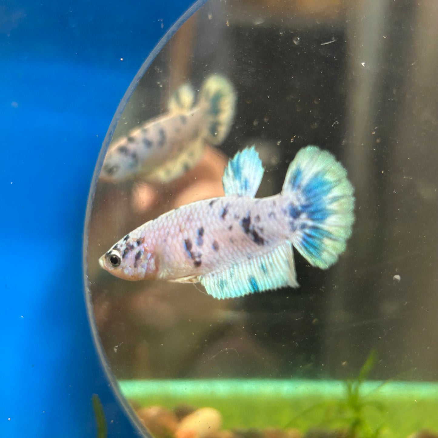 Blue Marble Dot Plakat - Female betta 116