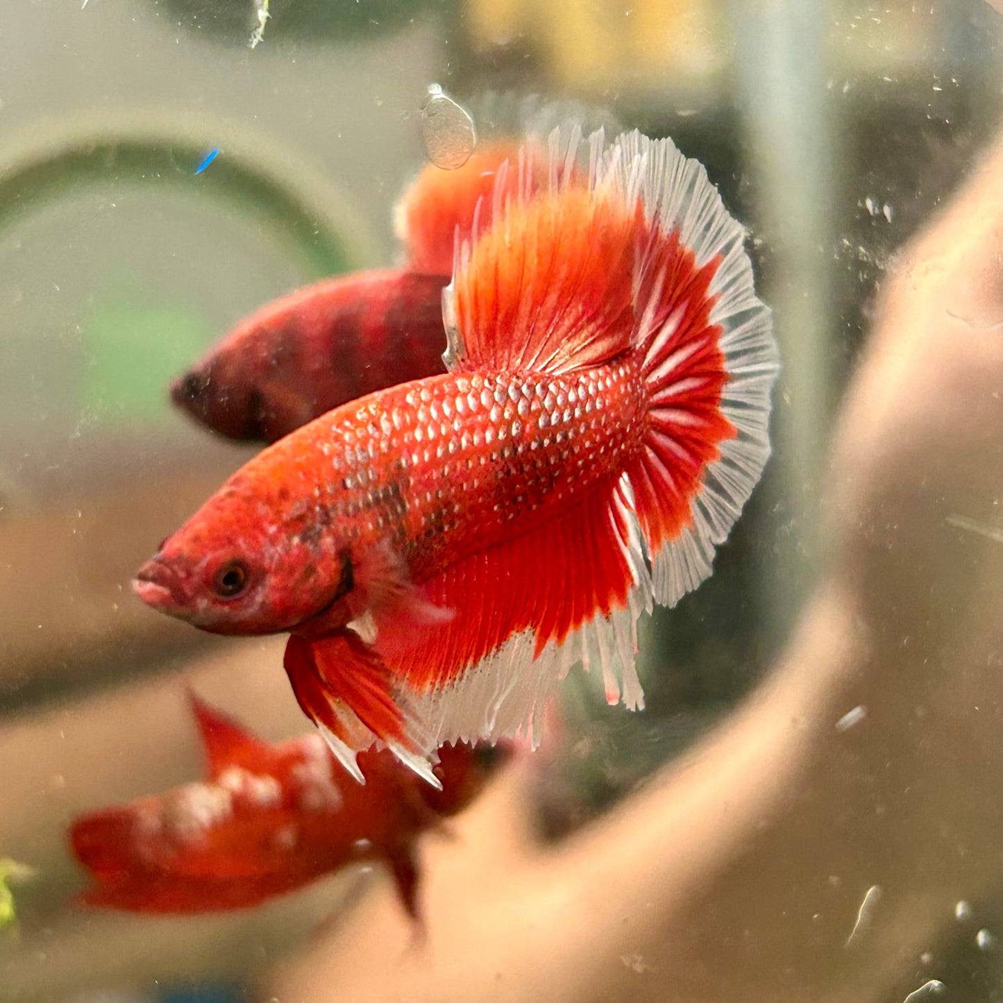 Red Fancy Halfmoon - Male Betta 090