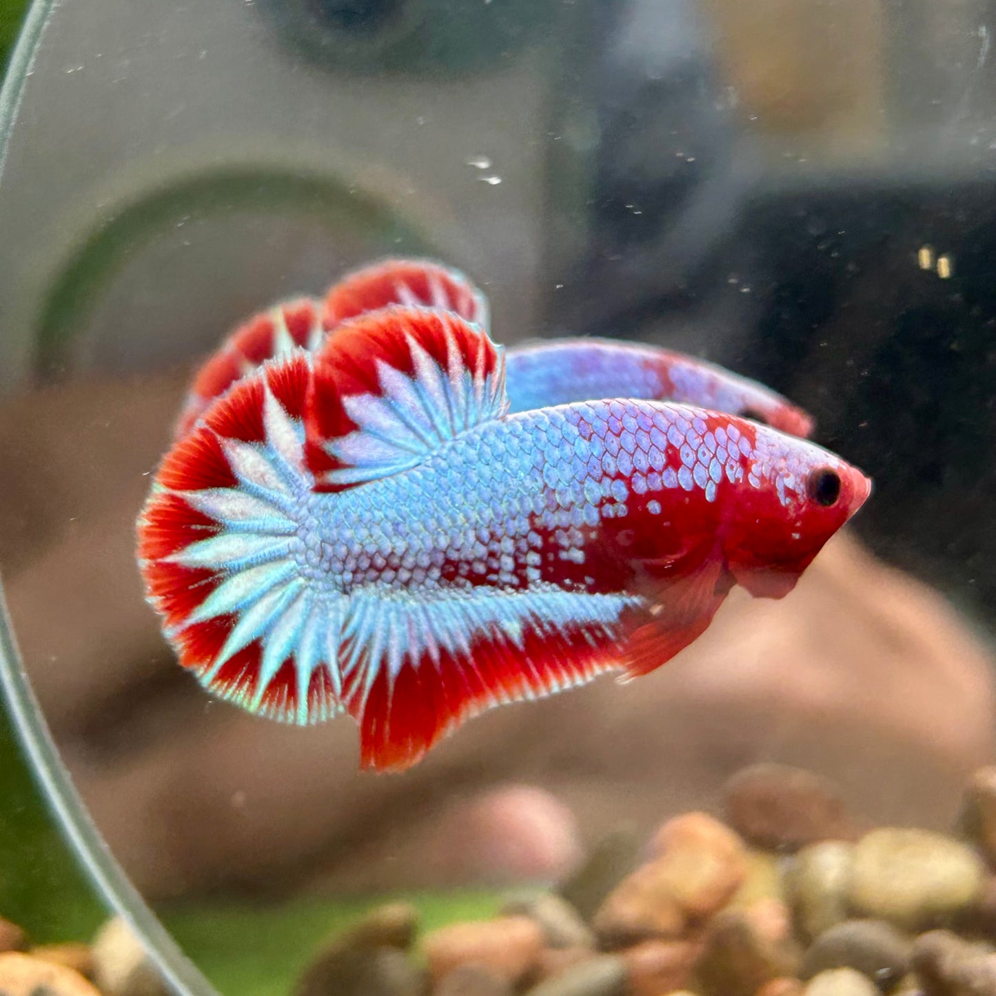 Red Fancy Copper Plakat - Male Betta 120