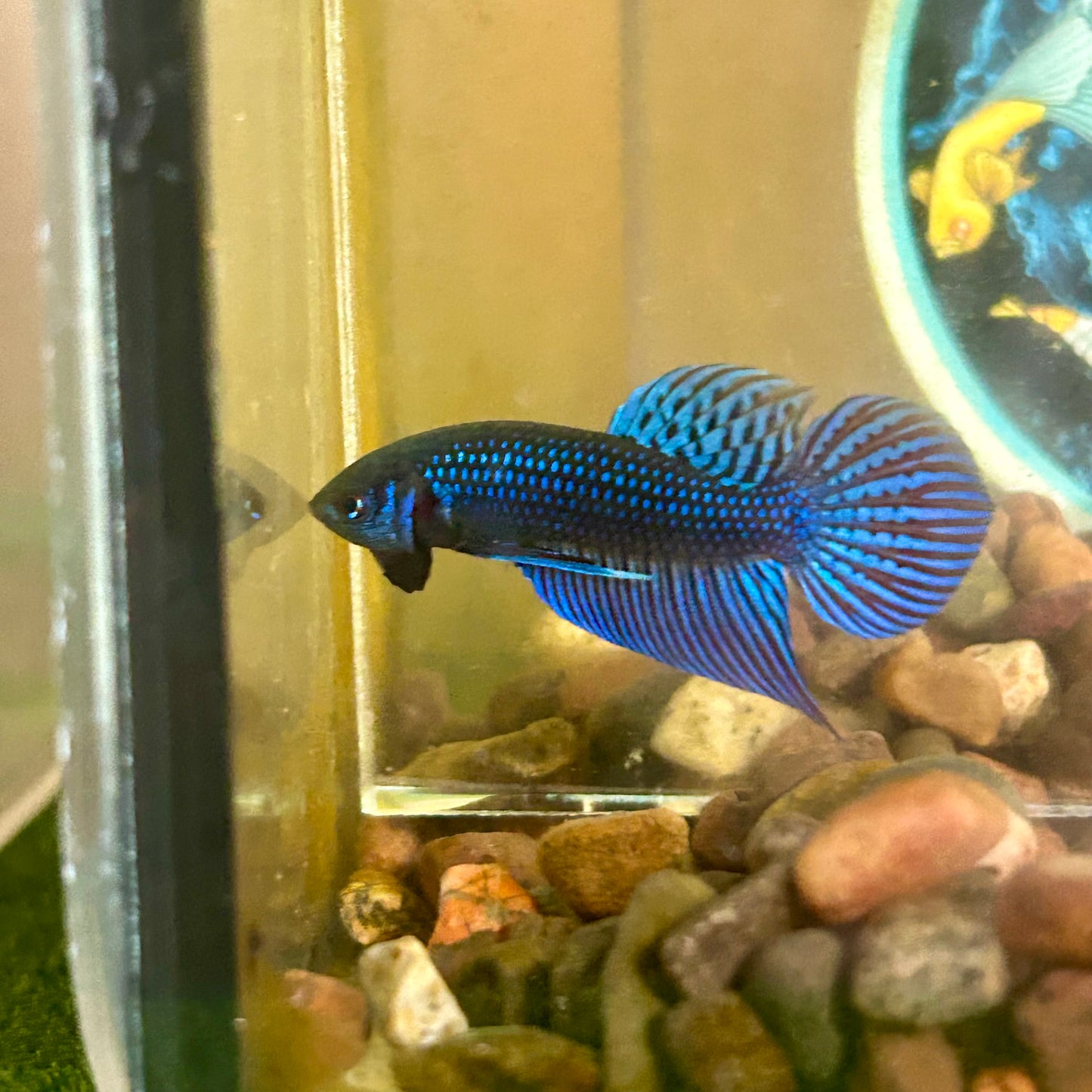 Blue Mahachai Wild - Male Betta 020