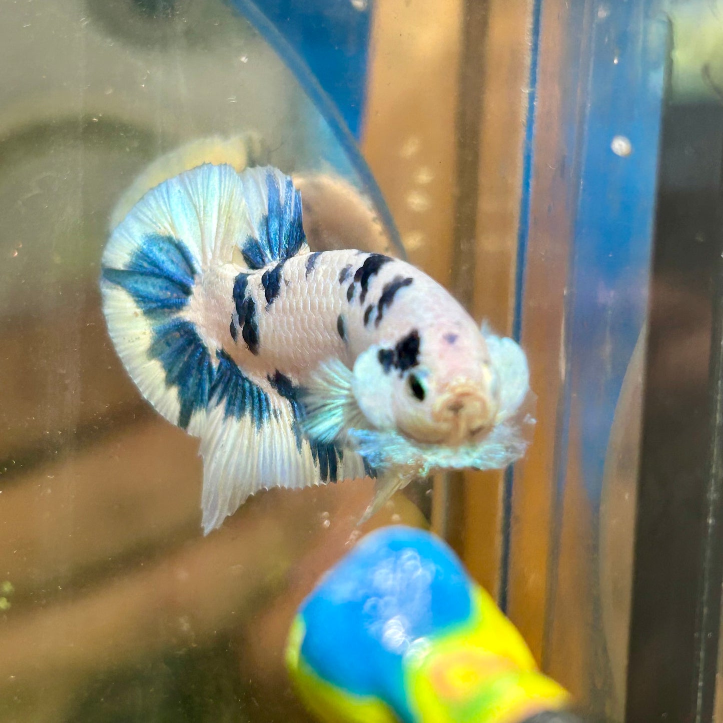 Blue Marble Plakat - Male betta 141