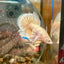 Dumbo 24K Gold Plakat - Male Betta 070