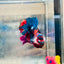 Plakat Red Koi Candy Male Betta #036