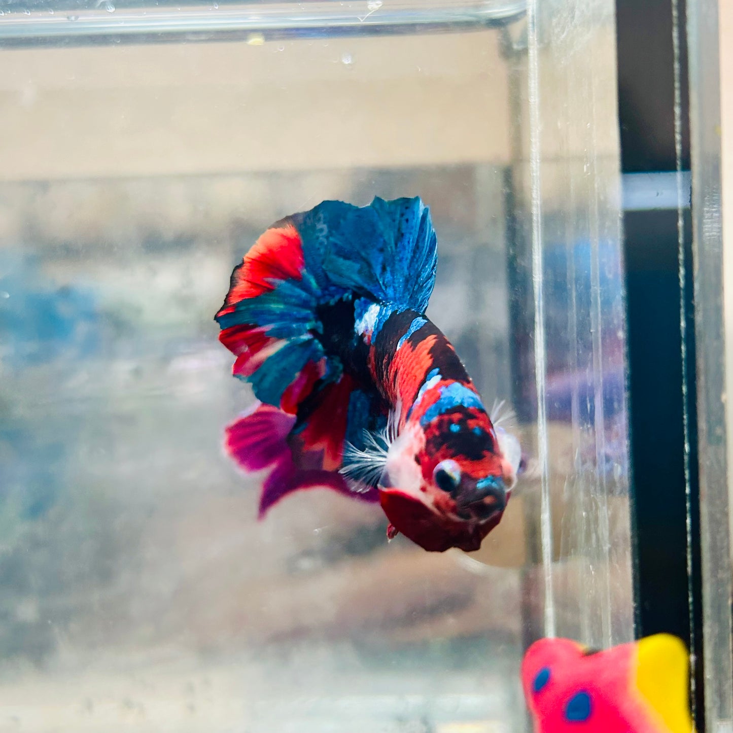 Plakat Red Koi Candy Male Betta #036