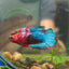 Red Fancy Plakat - Male Betta 104