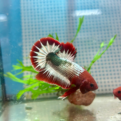 Betta Male Plakat Red Fancy Copper #A115