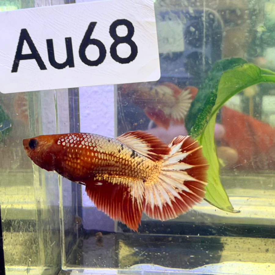 Halfmoon Red Koi Galaxy Female Betta #Au68