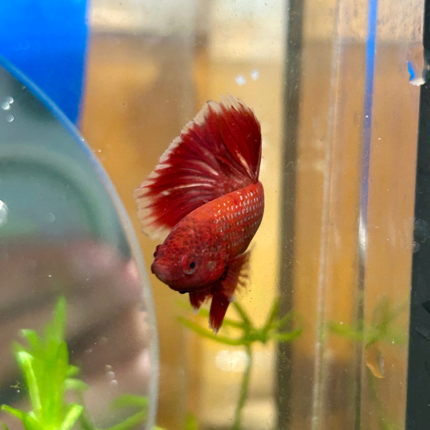 Red Gold Fancy Copper Halfmoon - Male Betta 108