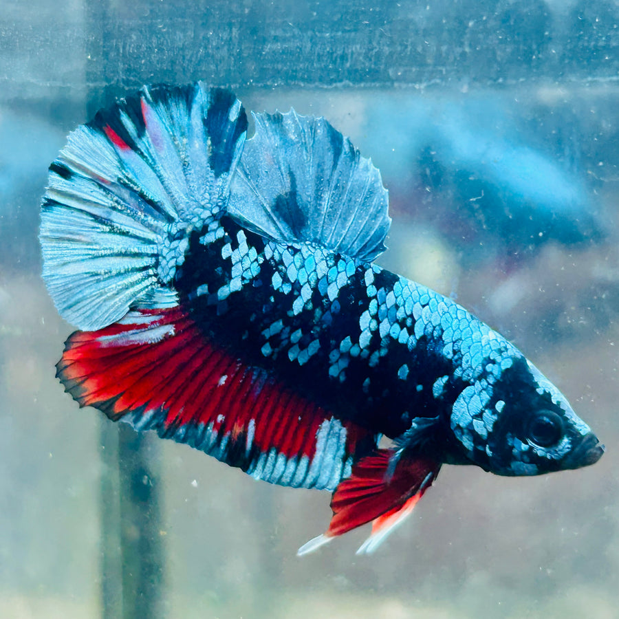 Plakat Avatar Male Betta #132