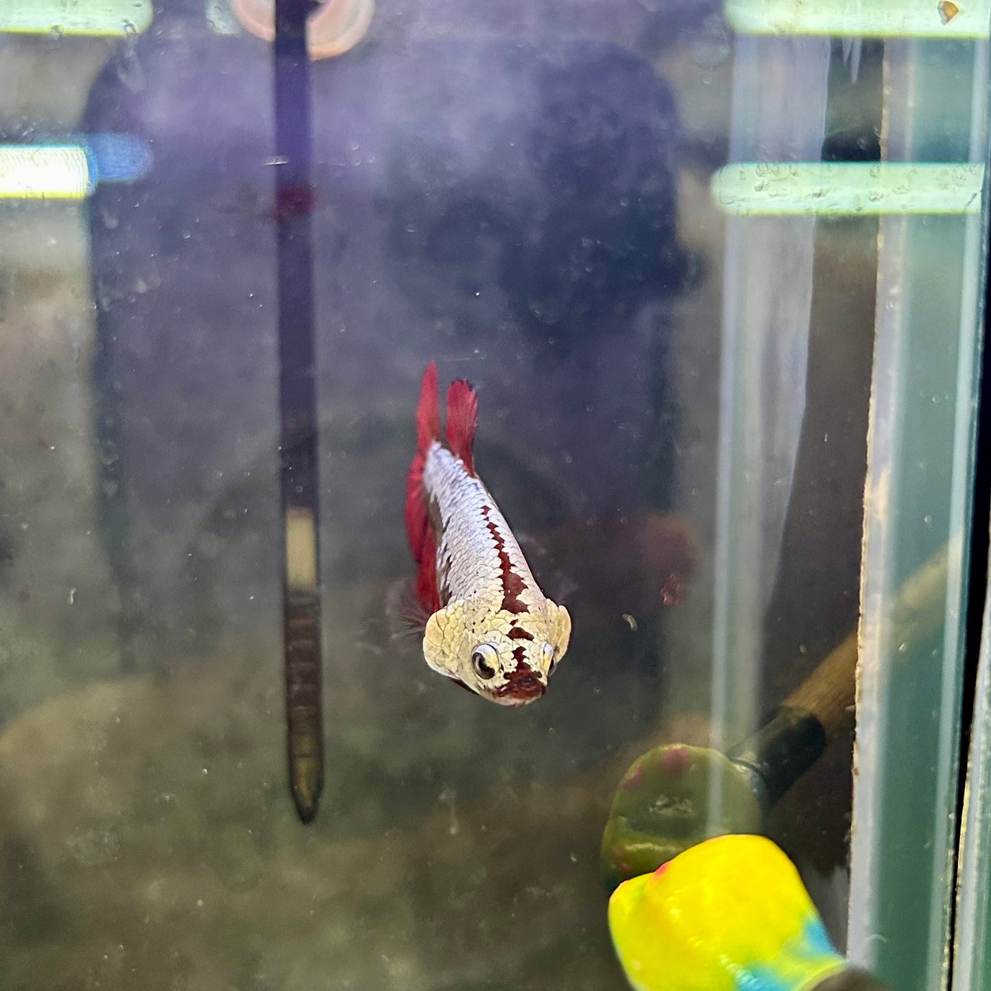 Red Samurai Plakat - Female betta 199