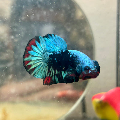 Plakat Avatar Nebula Male Betta #110