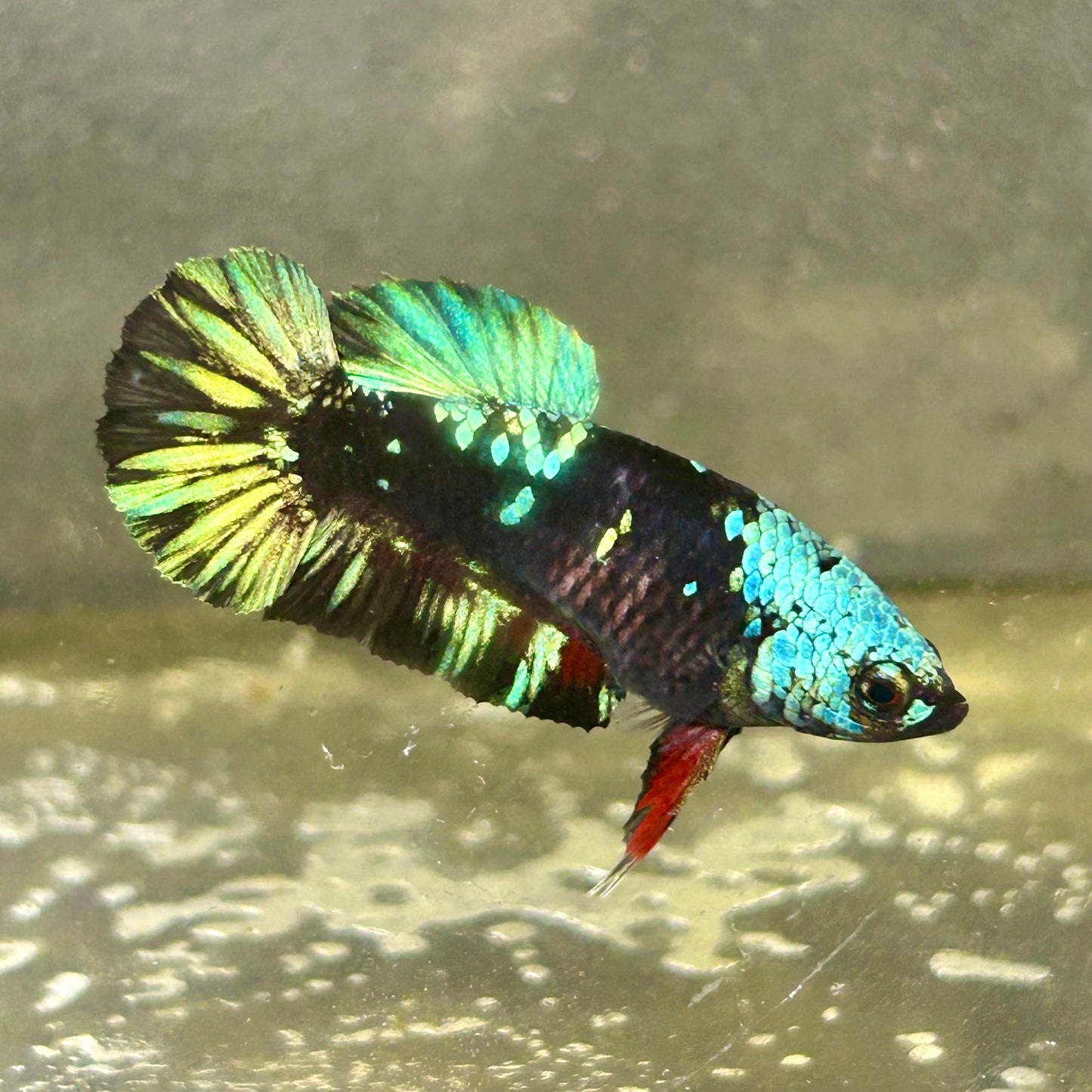 Avarta Nebula Plakat - Female betta 061