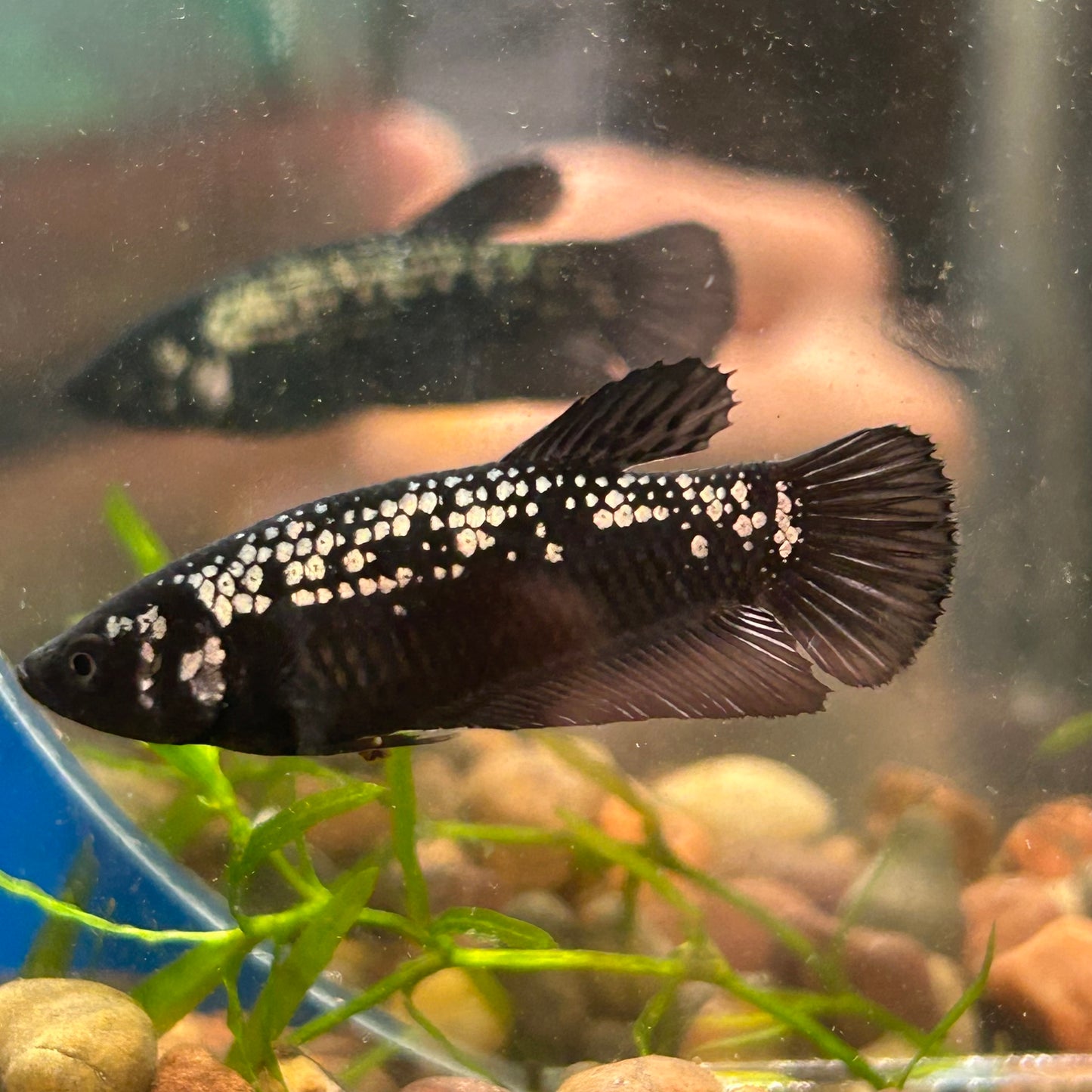 Black Samurai Plakat - Female betta 027