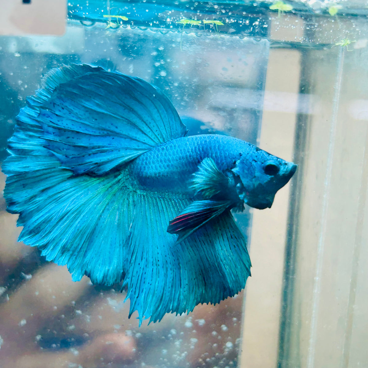 Halfmoon Green Turquoise - Male Betta #31