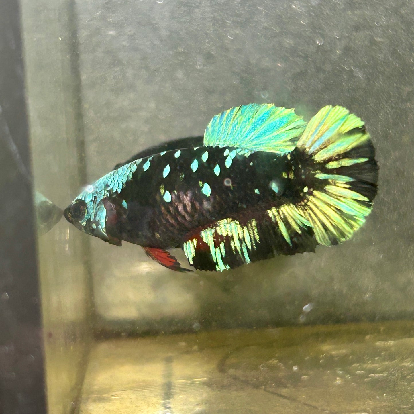 Avarta Nebula Plakat - Female betta 061