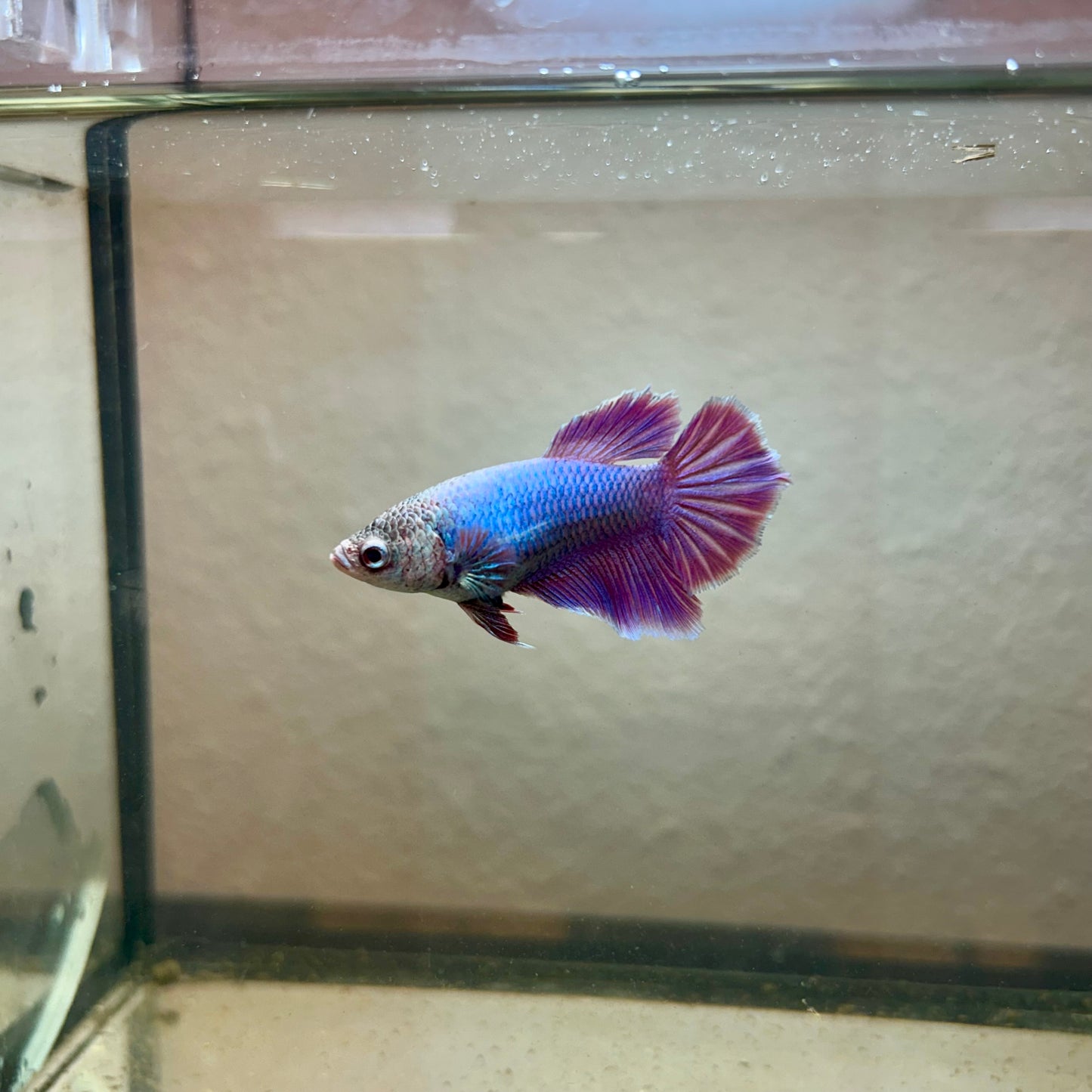 Purple Pink Halfmoon - Female Betta 189