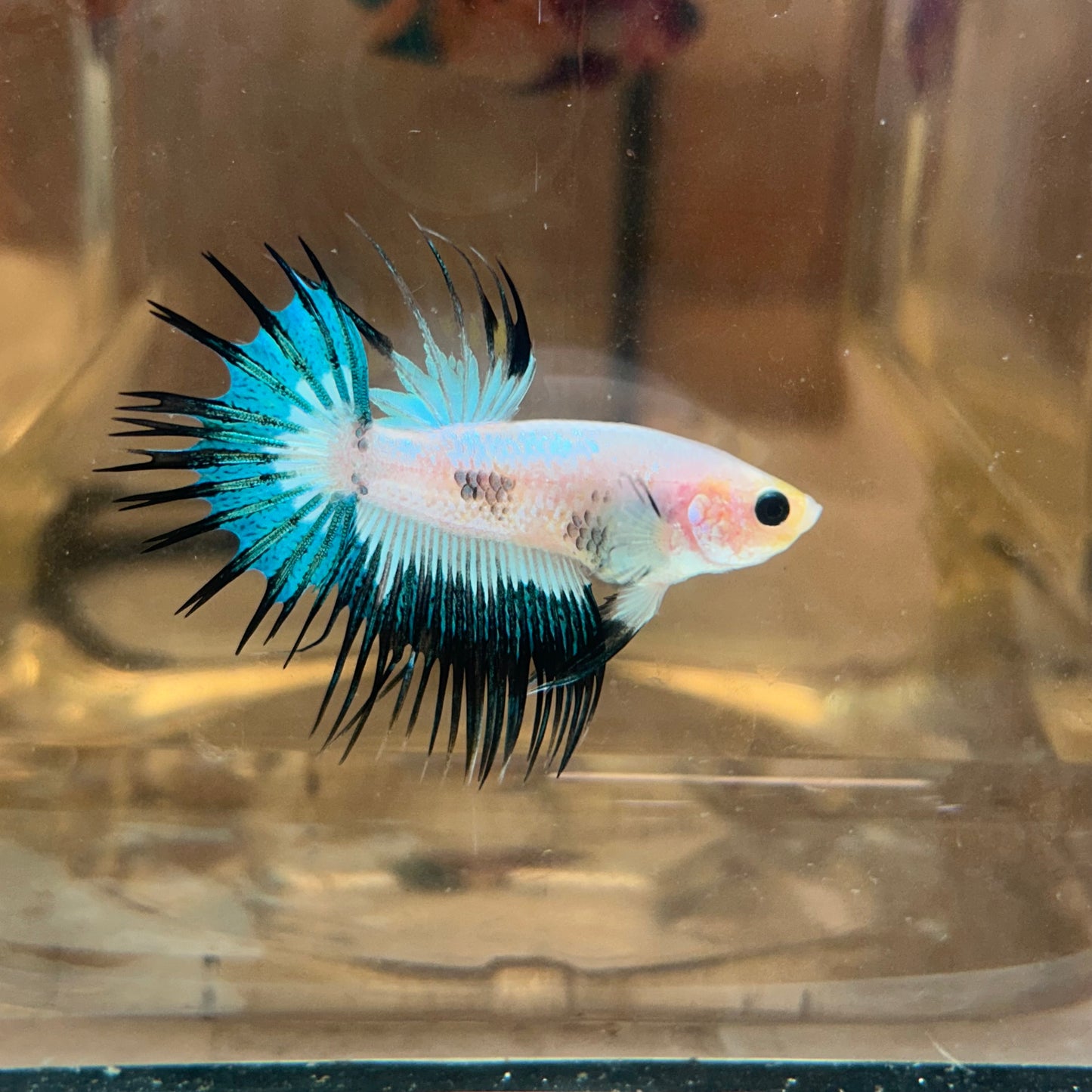 AOC Metallic Crowntail - Male Betta 152