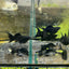 Super Black Balloon Molly Fish