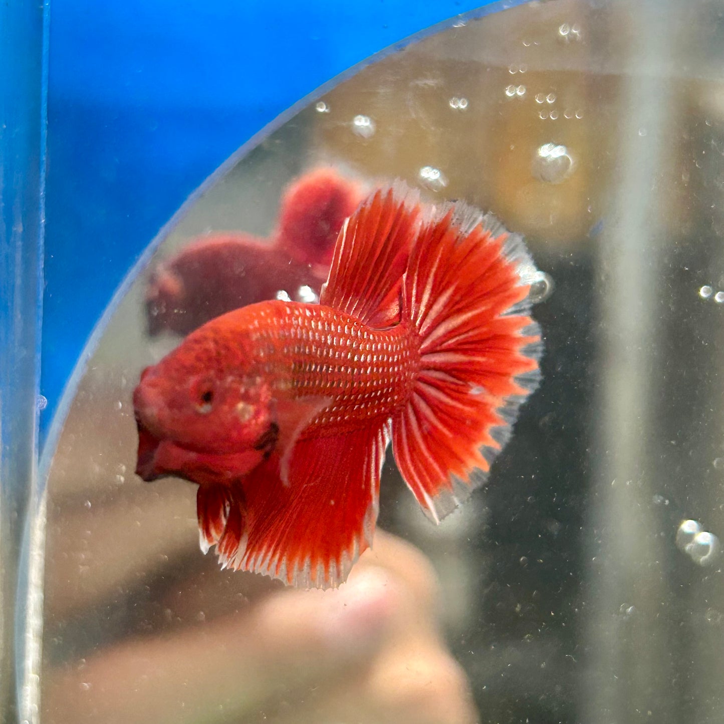 Red Gold Fancy Copper Halfmoon - Male Betta 108