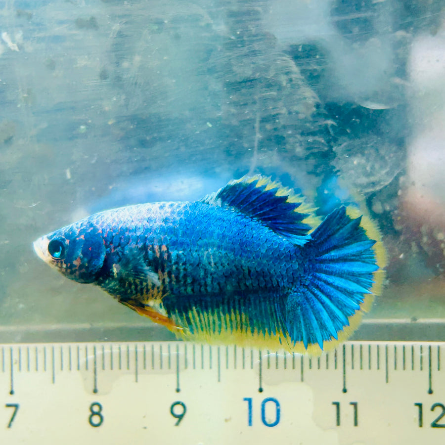 Betta Female Plakat Yellow Mascot #043