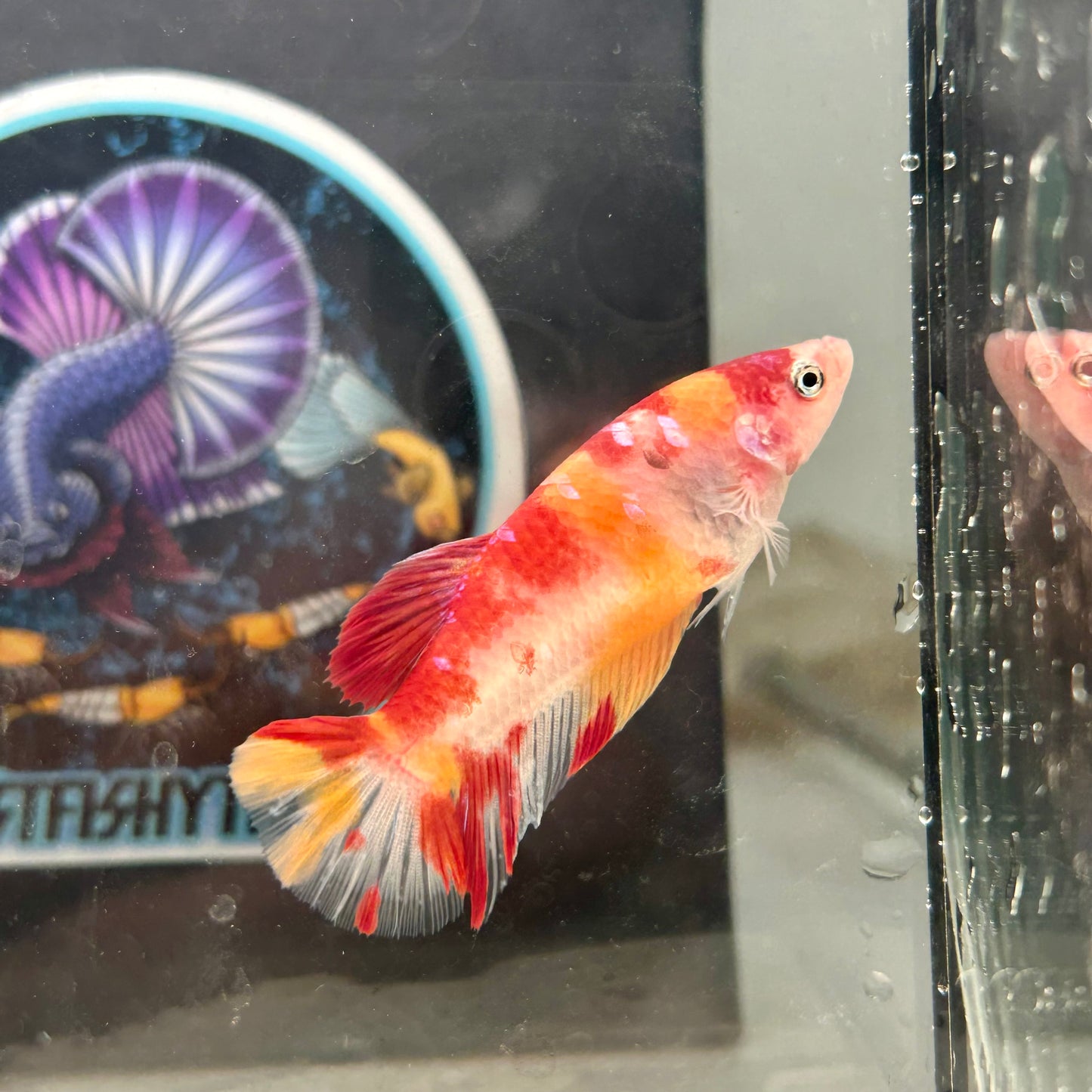 Giant Koi Nemo Galaxy Plakat - Female Betta 122 BO 4.5cm