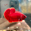 Super Red Plakat - Male Betta 044