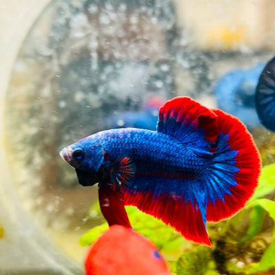 Plakat Red Rim Blue Mascot Male Betta #174