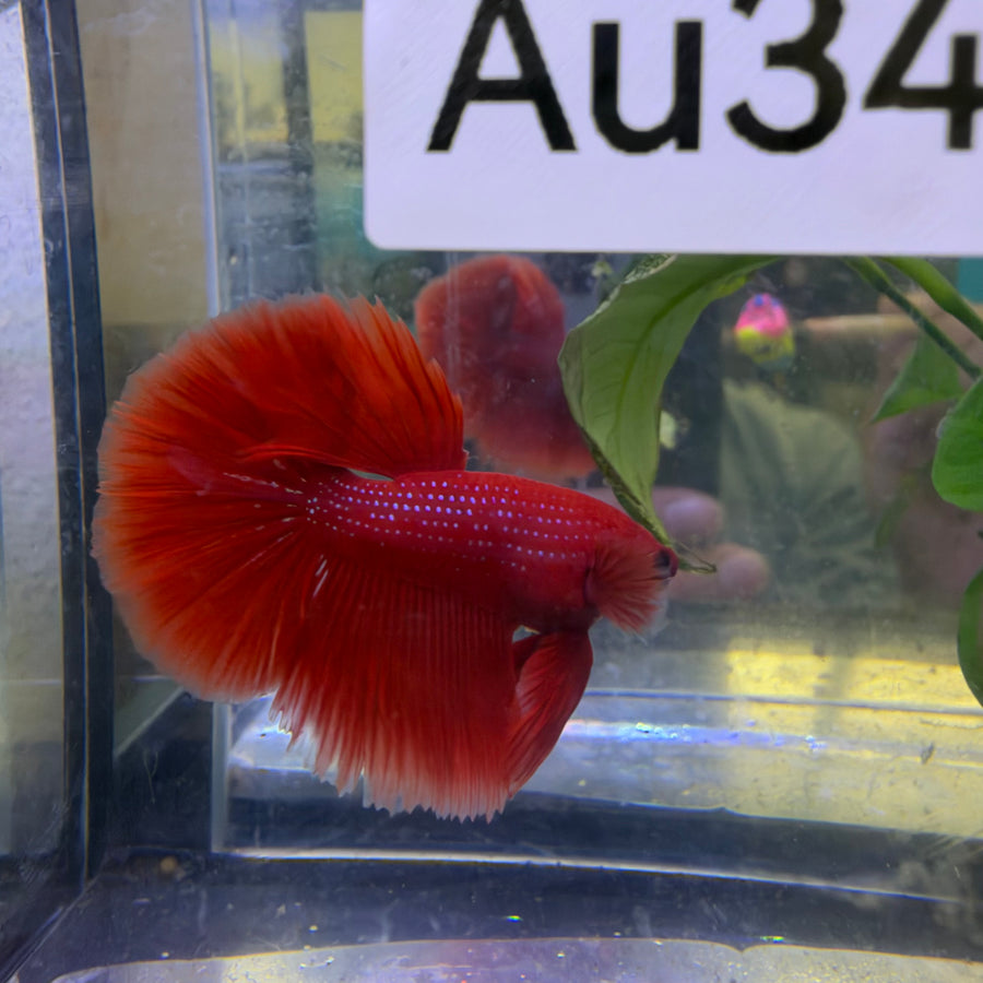 Halfmoon Super Red Male Betta #Au34