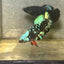 Avarta Nebula Plakat - Female betta 061