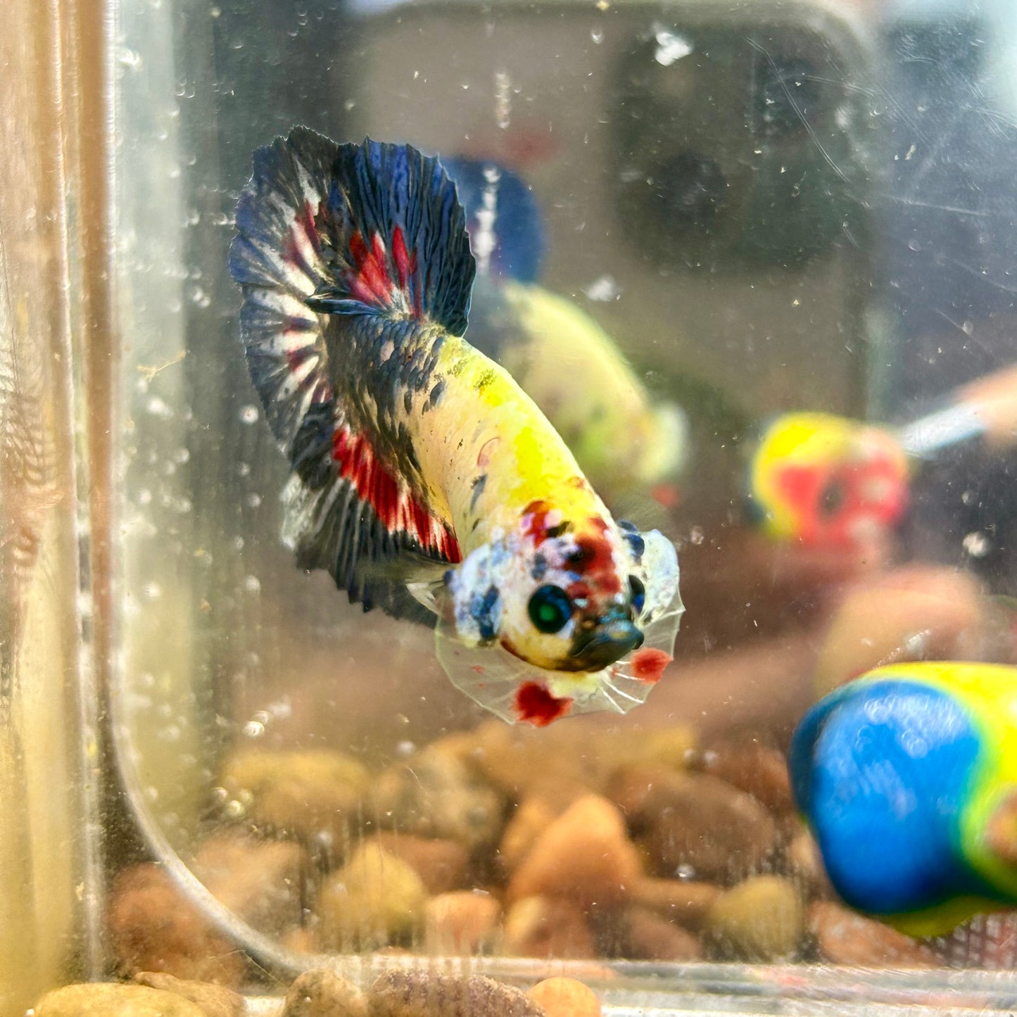 Multicolor Koi Neon Plakat - Male Betta 054