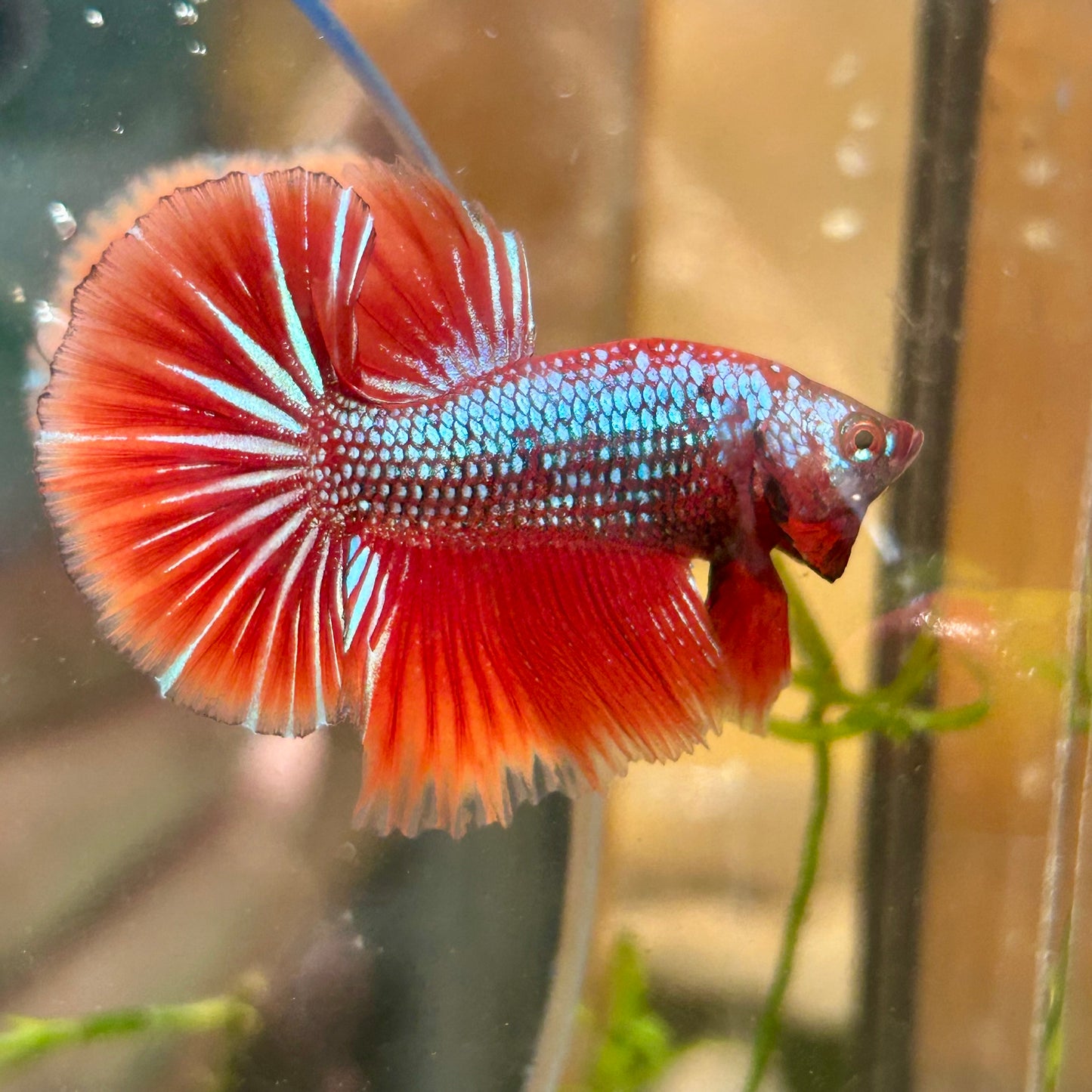 Red Fancy Copper Halfmoon - Male Betta 136