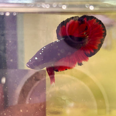 Avarta Vampire Plakat - Male Betta 068