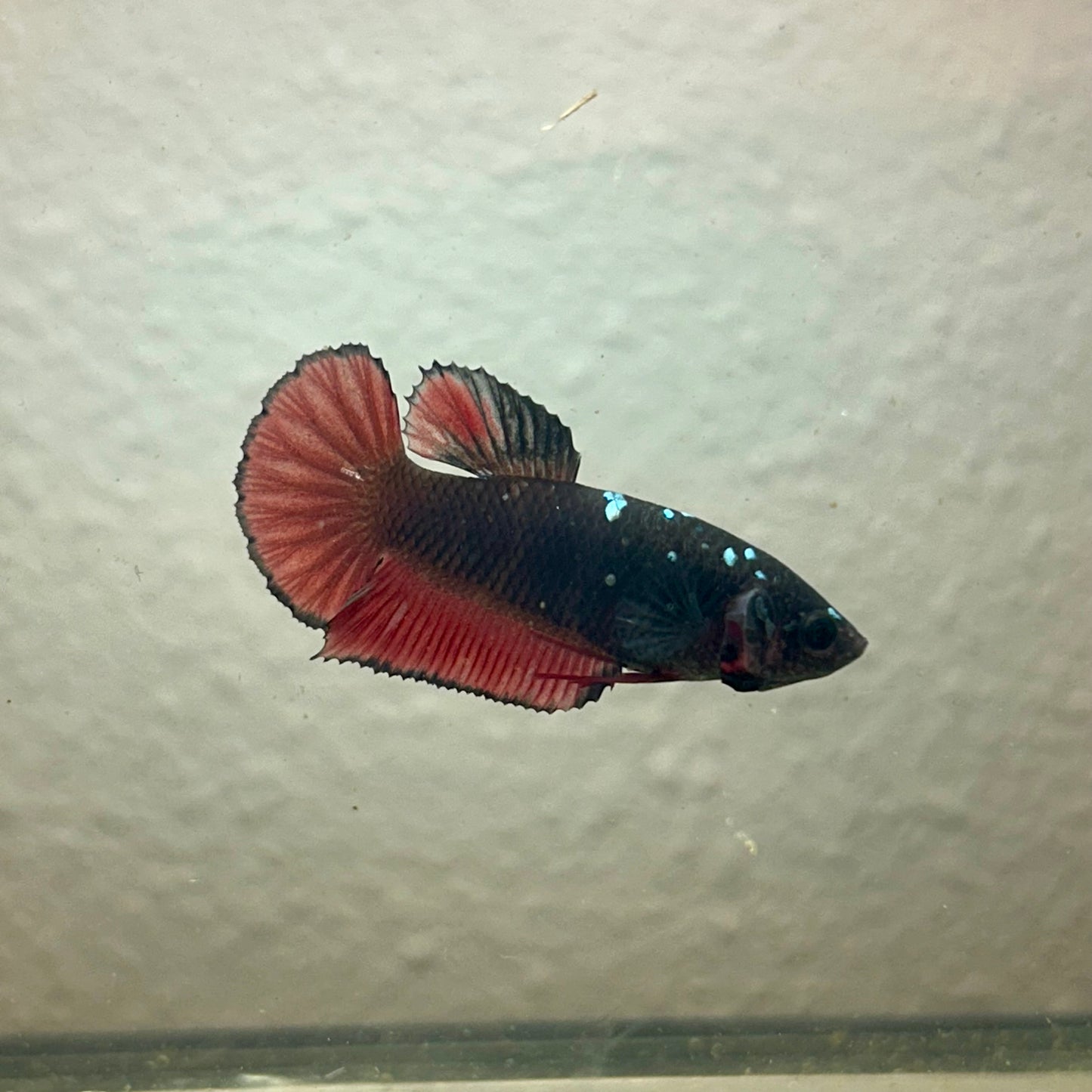 Copper Avarta Vampire Plakat - Female Betta 183