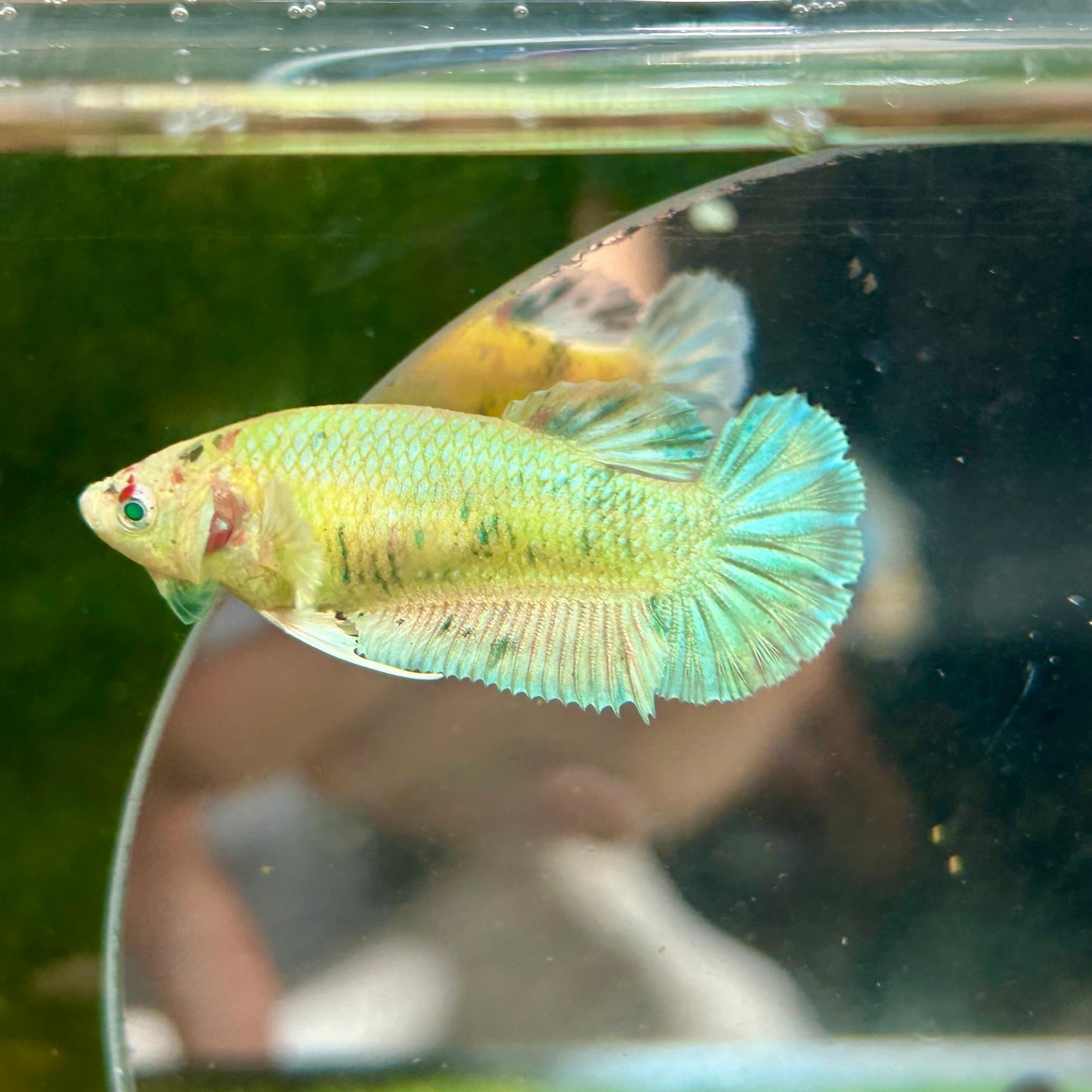 Dumbo Green Neon Plakat - Female Betta 043