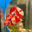 Nemo Koi Galaxy Plakat  - Male Betta 156