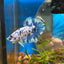 Blue Marble Dot Plakat - Male betta 150