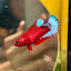 Red Fancy Plakat - Female betta 059