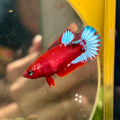 Red Fancy Plakat - Female betta 059