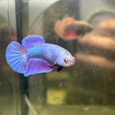 Purple Pink Halfmoon - Female betta 070